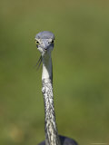 Black-Headed Heron (Ardea Melanocephala), Addo Elephant National Park, South Africa, Africa