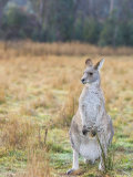 Eastern Grey Kangaroo, Kosciuszko National Park, New South Wales, Australia