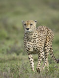 Buy Cheetah (Acinonyx Jubatus) Walking Towards Viewer, Serengeti National Park, Tanzania at AllPosters.com
