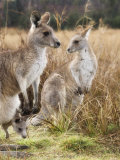 Eastern Grey Kangaroos, Kosciuszko National Park, New South Wales, Australia