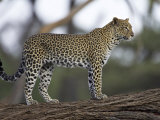 Leopard (Panthera Pardus) Standing on Log, Samburu Game Reserve, Kenya, East Africa, Africa
