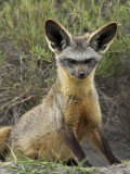 Bat-Eared Fox (Otocyon Megalotis) Sitting at Entrance to Den, Serengeti National Park, Tanzania