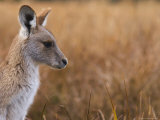 Eastern Grey Kangaroo, Kosciuszko National Park, New South Wales, Australia