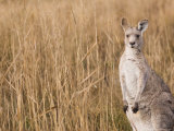 Eastern Grey Kangaroo, Kosciuszko National Park, New South Wales, Australia
