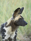 Buy African Wild Dog (Lycaon Pictus), Pilanesberg National Park, South Africa, Africa at AllPosters.com