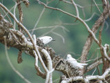 White Tern, Parque Nacional De Fernando Norohna, Fernando De Noronha, Pernambuco, Brazil