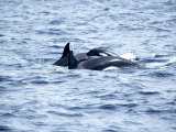 Family of Killer Whales at Surface off Tarifa Coast, Strait of Gibraltar, Costa De La Luz, Spain