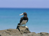 Brown Booby (Sula Leucogaster), Parque Nacional De Fernando De Norohna, Fernando De Noronha, Brazil