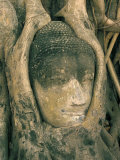 Head of Buddha Statue Overgrown with Tree Roots, Wat Phra Mahathat, Ayuthaya (Ayutthaya), Thailand