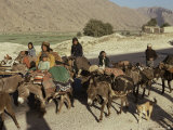 Migration of the Qashgai Tribe, Iran, Middle East