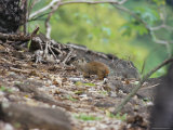 Rocky Lavy (Keredon Rupestris), Parque Nacional De Fernando De Norohna, Fernando De Noronha, Brazil