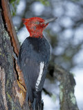 A Male Magellanic Woodpecker, Torres Del Paine National Park, Patagonia, Chile