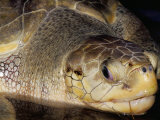 Head of Olive Ridley Sea Turtle (Leipidochelys Olivacea, Phuket Province, Thailand