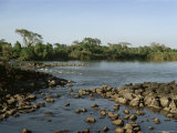 Buy The Blue Nile Coming out of Lake Tana, Bahardar, Ethiopia, Africa at AllPosters.com