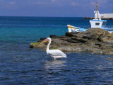 Pelican in Mykonos Harbour, Mykonos, Cyclades Islands, Greece, Mediterranean