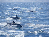 Group of Striped Dolphins Swimming, Strait of Gibraltar, Costa De La Luz, Spain