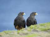 A Pair of Striated Caracara, Sea Lion Island, Falkland Islands, South Atlantic