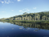 Buy Trees Reflected in Still Water, Everglades, Noosa, Queensland, Australia at AllPosters.com