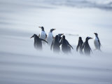 A Group of Gentoo Penguins Caught in a Sand Storm, Sea Lion Island, Falkland Islands, South America