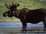 Buy Moose, Yellowstone National Park, Wyoming, USA at AllPosters.com