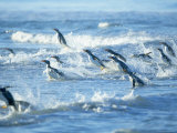 Gentoo Penguins Jumping out of the Water, Sea Lion Island, Falkland Islands, South America