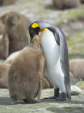 An Adult King Penguin Feeding Its Chick, Volunteer Point, East Falkland, South Atlantic