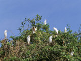 Cattle Egrets on a Tree, Parque Nacional De Fernando De Norohna, Fernando De Noronha, Brazil
