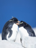Two Rockhopper Penguins, Sea Lion Island, Falkland Islands, South Atlantic