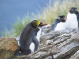 A Macaroni Penguin (Eudyptes Chrysolophus), East Falkland, Falkland Islands, South Atlantic