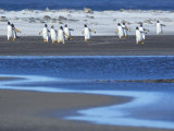 Gentoo Penguins (Pygocelis Papua Papua) Walking, Sea Lion Island, Falkland Islands, South Atlantic