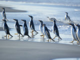 Gentoo Penguins Walking on the Beach, Sea Lion Island, Falkland Islands, South America