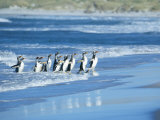 Gentoo Penguins Coming out of the Sea, Sea Lion Island, Falkland Islands, South America