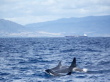 Family of Killer Whales at Surface off Tarifa Coast, Strait of Gibraltar, Costa De La Luz, Spain
