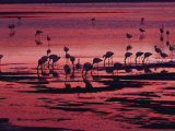 Flamingoes Feeding, Laguna Colorada at Sunset, Reserva Nacional Eduardo Avaroa, Los Lipez, Bolivia