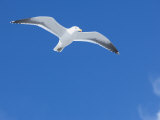 A Kelp Gull Flying (Larus Dominicanus), Sea Lion Island, Falkland Islands, South Atlantic