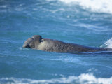 A Southern Elephant Seal Male Swimming, Sea Lion Island, Falkland Islands, South Atlantic