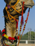 Camel Adorned with Colourful Tassels, Bikaner Desert Festival, Rajasthan State, India