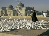 Buy Pigeons at the Mosque and Shrine of Ali, Mazar-I Sharif, Afghanistan at AllPosters.com
