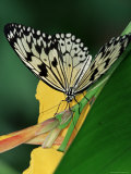 Idea Leuconoe Butterfly, Mariposario Del Drago, Icod De Los Vinos, Tenerife, Canary Islands, Spain