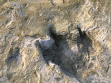 Close-Up of Dinosaur Footprint, Dinosaur Trackway, Clayton Lake State Park, New Mexico