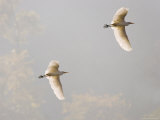 Intermediate Egret (Mesophoyx Intermedia), Flying Over the Bagmati River, Kathmandu, Nepal