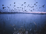 Sandhill Crane Migration, Platte River, Nebraska, USA