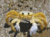 Ghost Crab, Also Known as Sand Crab, Parque Nacional Dos Lencois Maranhenses, Lencois Maranhenses