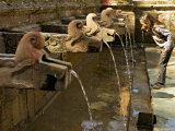 Buy Girl Takes a Drink from the Water Spouts in a Temple Courtyard at Godavari in the Kathmandu Valley at AllPosters.com