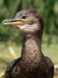 Portrait of a Black Cormorant (Chanco), Titicaca, Bolivia, South America
