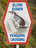 Sign Warning Drivers About Penguins in the Road, Wellington, North Island, New Zealand