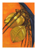 Buy Sunshine Coconuts at AllPosters.com