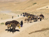 Kuchie Nomad Camel Train, Between Chakhcharan and Jam, Afghanistan