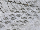 Buy The World's Longest Dinosaur Tracks, Cretaceous Titanosaurus, Near Sucre, Bolivia, South America at AllPosters.com