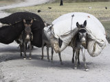 Laden Donkeys, Pal-Kotal-I-Guk, Between Chakhcharan and Jam, Afghanistan